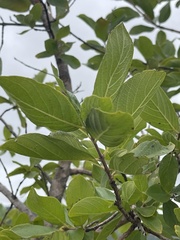 Crossopteryx febrifuga