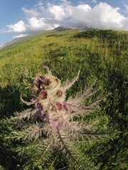Arctium nidulans