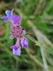 Verbena intermedia