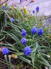 Muscari armeniacum