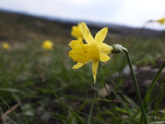 Narcissus minor