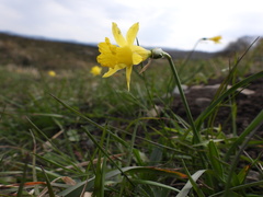 Narcissus minor