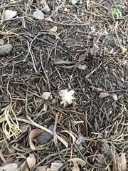 Geastrum pectinatum