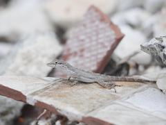 Anolis scriptus
