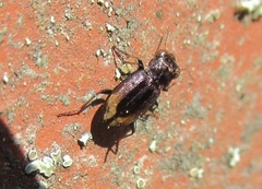Notiophilus biguttatus