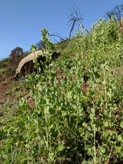 Malacothamnus fasciculatus nuttallii