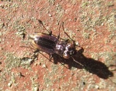 Notiophilus biguttatus
