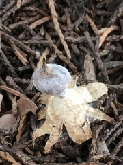 Geastrum pectinatum