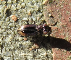 Notiophilus biguttatus