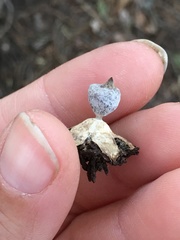 Geastrum pectinatum