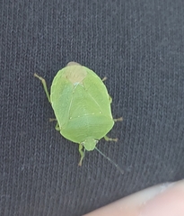 Chinavia pensylvanica