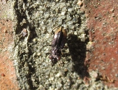 Notiophilus biguttatus
