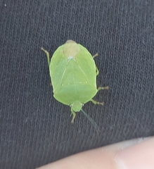 Chinavia pensylvanica