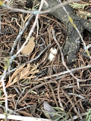 Geastrum pectinatum