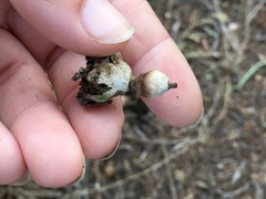 Geastrum pectinatum