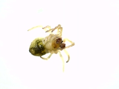 Paidiscura pallens