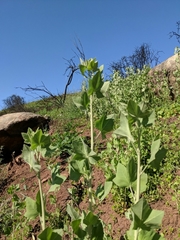 Malacothamnus fasciculatus nuttallii