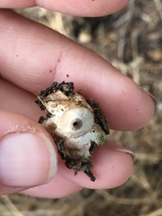 Geastrum pectinatum