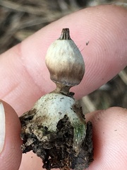 Geastrum pectinatum