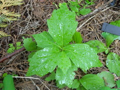 Cardamine constancei