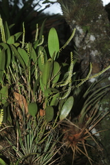 Stelis parvula