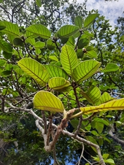 Ficus drupacea