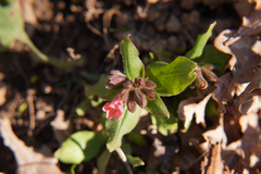 Pulmonaria