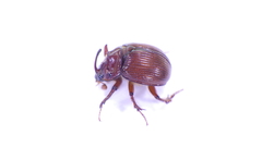 Odonteus