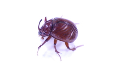 Odonteus