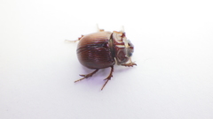 Odonteus