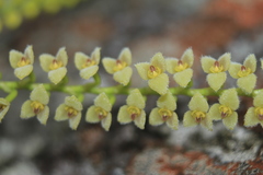 Stelis parvula