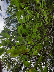 Ficus drupacea