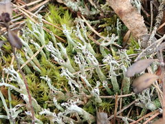 Cladonia cenotea