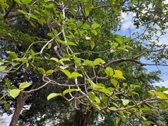 Ficus drupacea