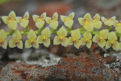 Stelis parvula