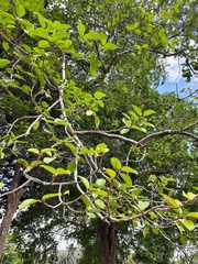 Ficus drupacea