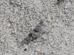 Sphingonotus haitensis