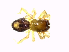 Porrhoclubiona leucaspis