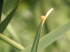 Paraselenis