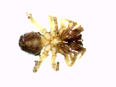 Porrhoclubiona leucaspis