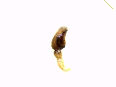 Porrhoclubiona leucaspis