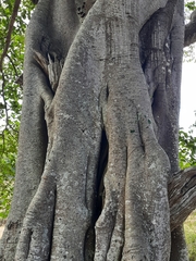 Ficus drupacea