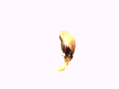 Porrhoclubiona leucaspis