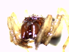 Porrhoclubiona leucaspis