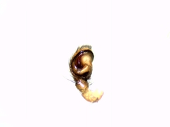 Porrhoclubiona leucaspis
