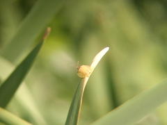 Paraselenis