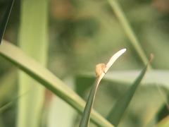 Paraselenis