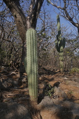Cephalocereus