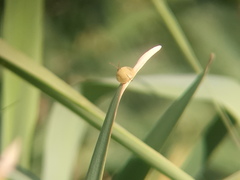 Paraselenis