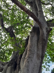 Ficus drupacea